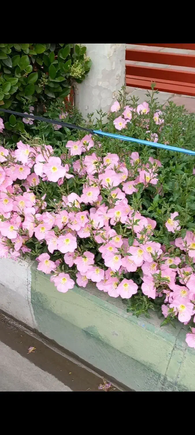 باغبان با جای خواب|استخدام سرایداری و نظافت|تهران, اکباتان|دیوار