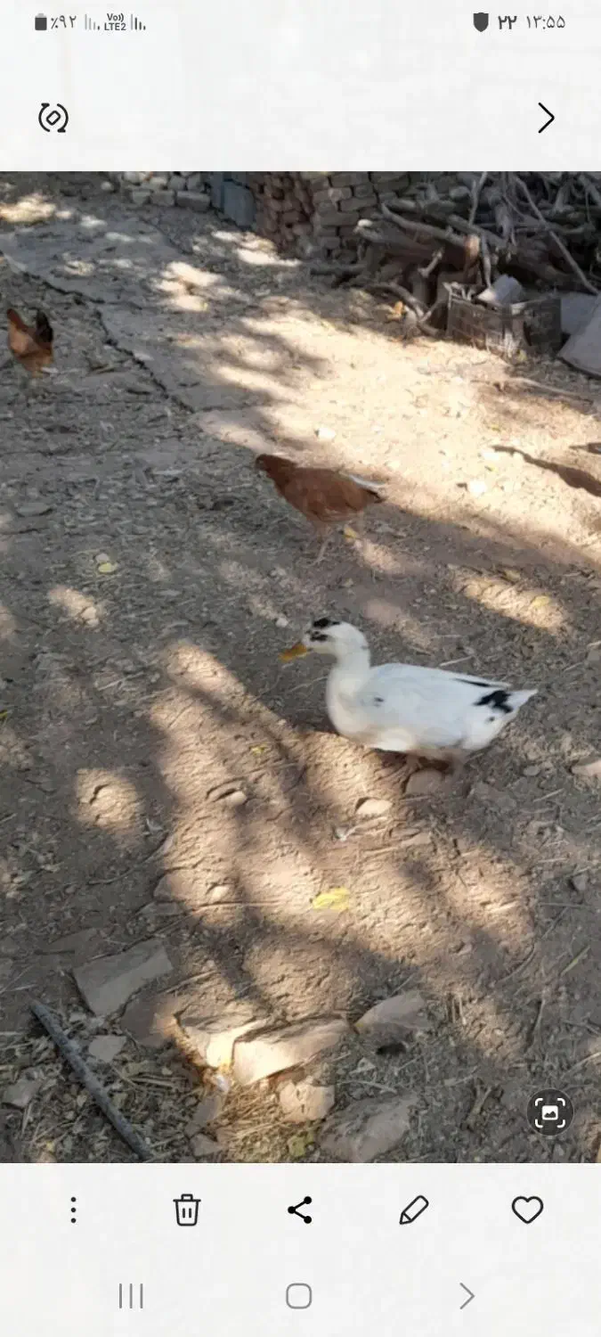 خروس محلی و اردک|حیوانات مزرعه|ایوان, |دیوار