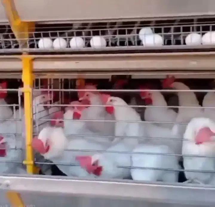 مرغ تخمگذار|حیوانات مزرعه|کهنوج, |دیوار