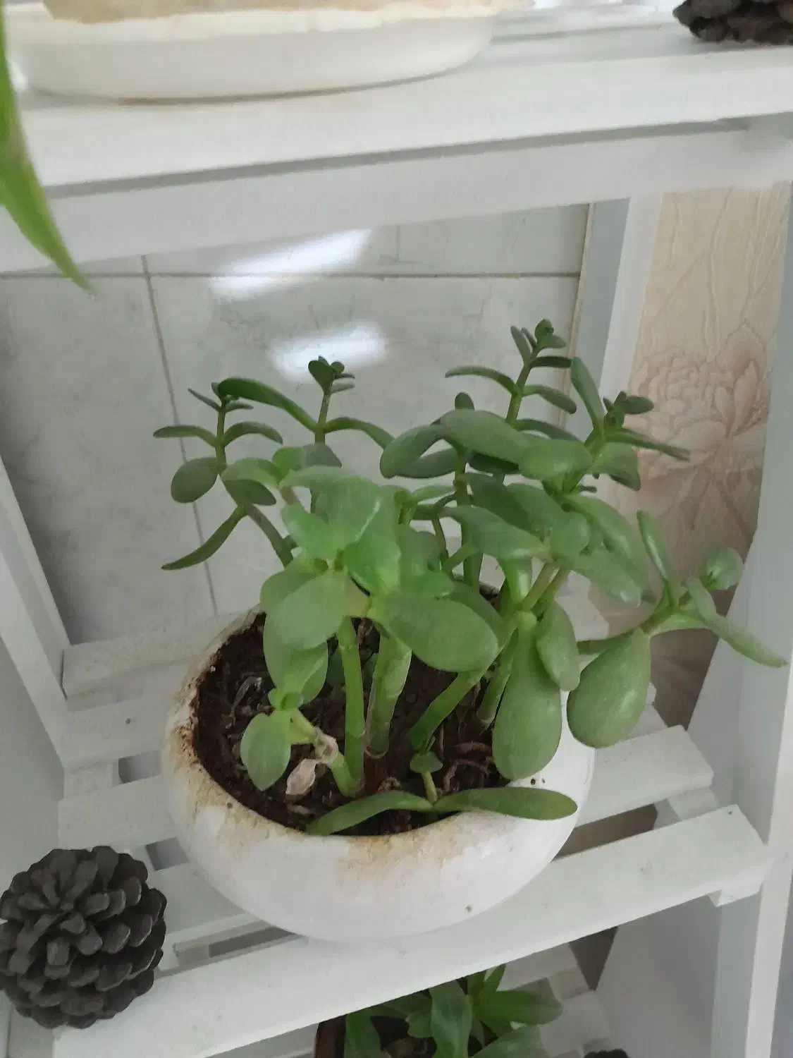 4 عدد گل آپارتمانی|گل و گیاه طبیعی|اصفهان, سپاهانشهر|دیوار