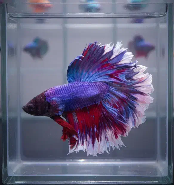 ماهی فایتر مولد|ماهی|مشهد, الهیه|دیوار