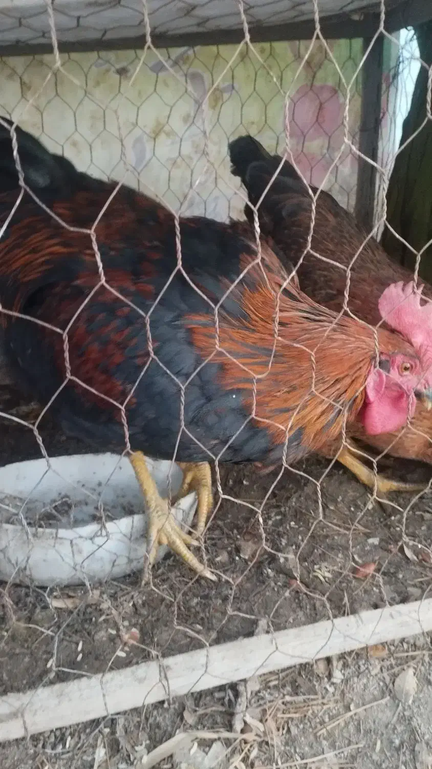 فروشی|حیوانات مزرعه|شیروان (خراسان), |دیوار