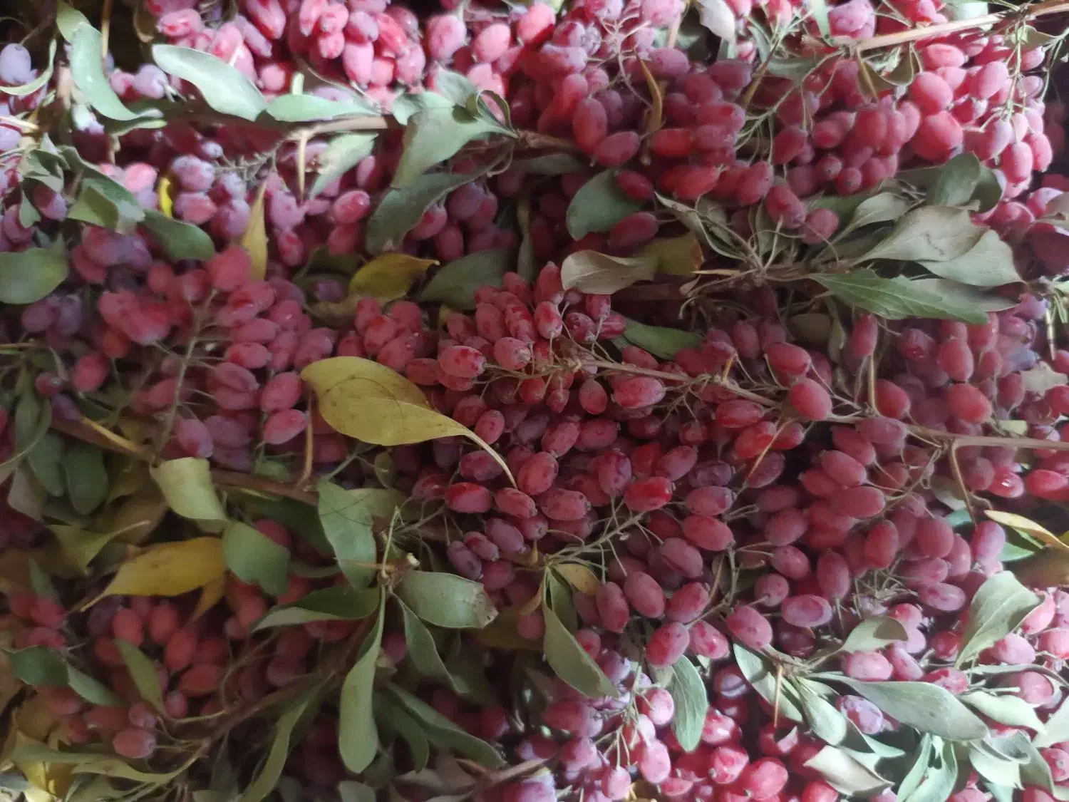 زرشک تازه شاخه|خوردنی و آشامیدنی|بیرجند, |دیوار