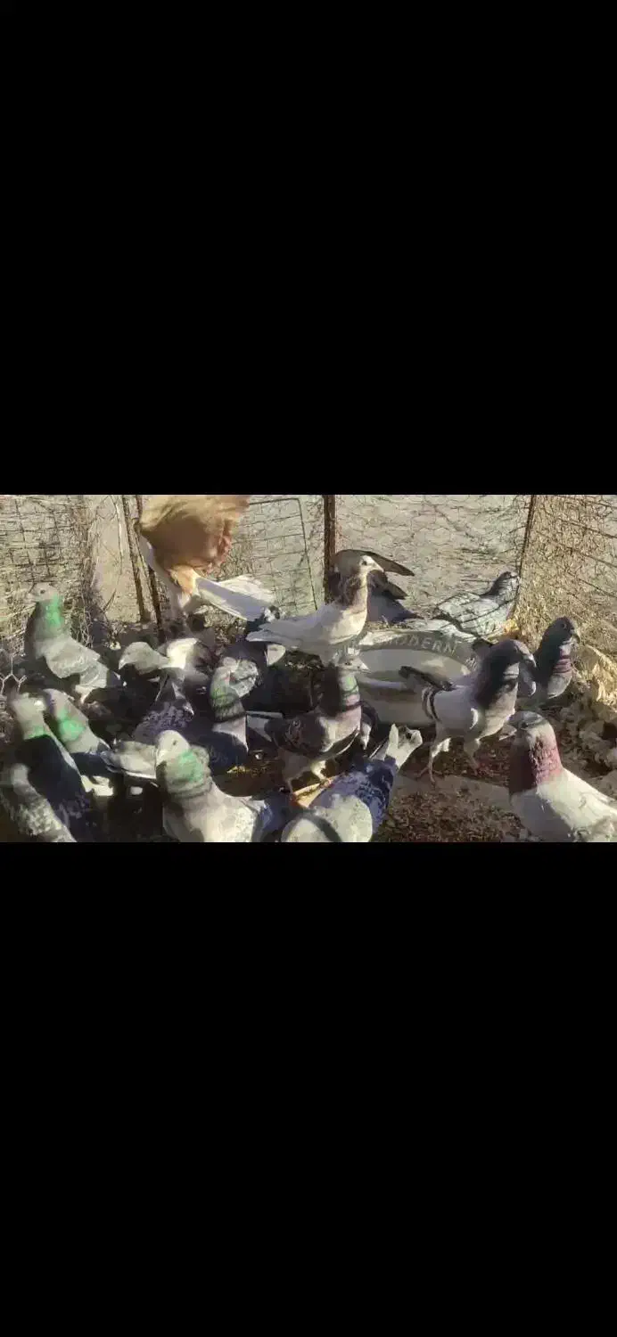 کبوتر چاشنی|پرنده|سرداران, |دیوار