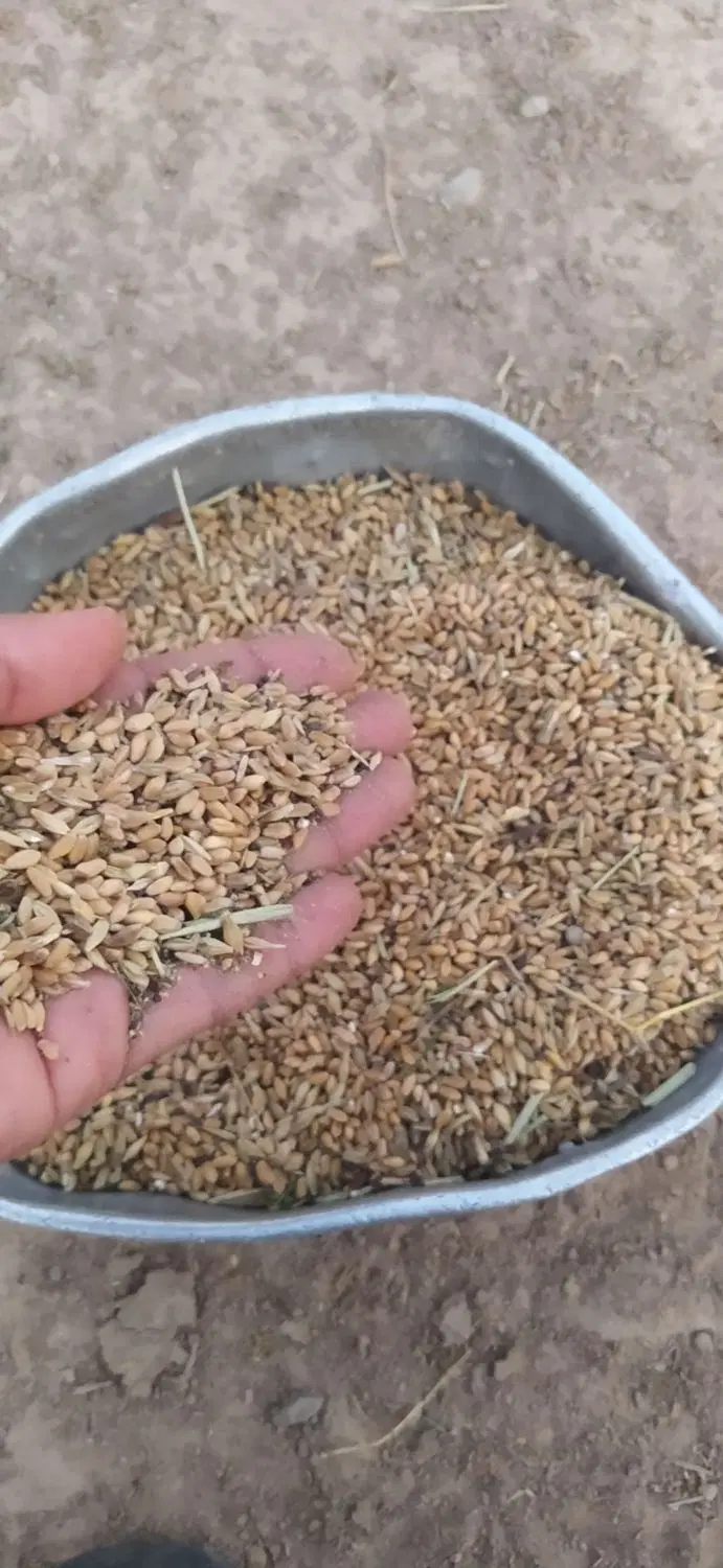 گندم|خدمات باغبانی و درختکاری|امیدیه, |دیوار