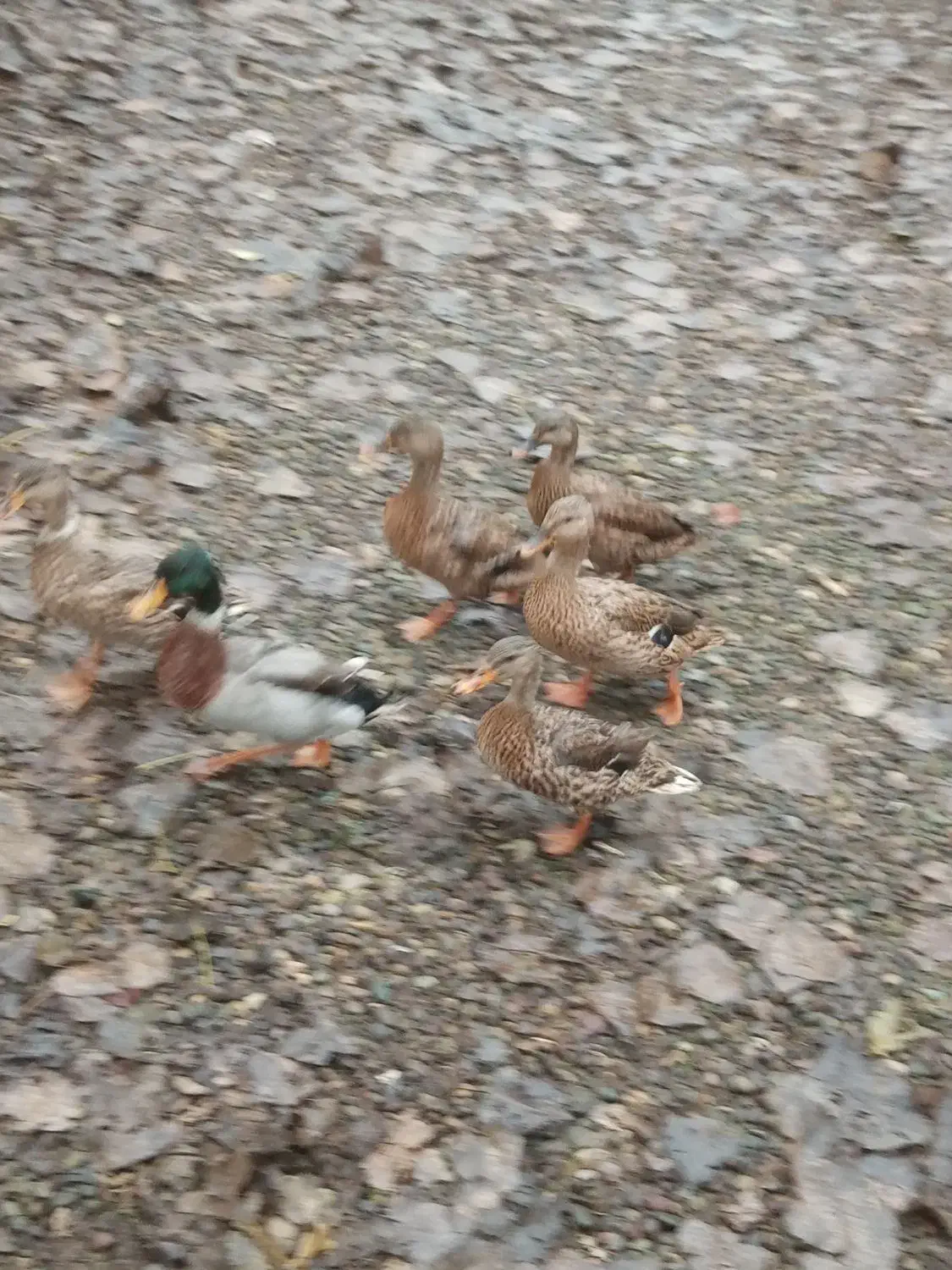 اردک نمایی (پروازی)|حیوانات مزرعه|آستانه اشرفیه, |دیوار