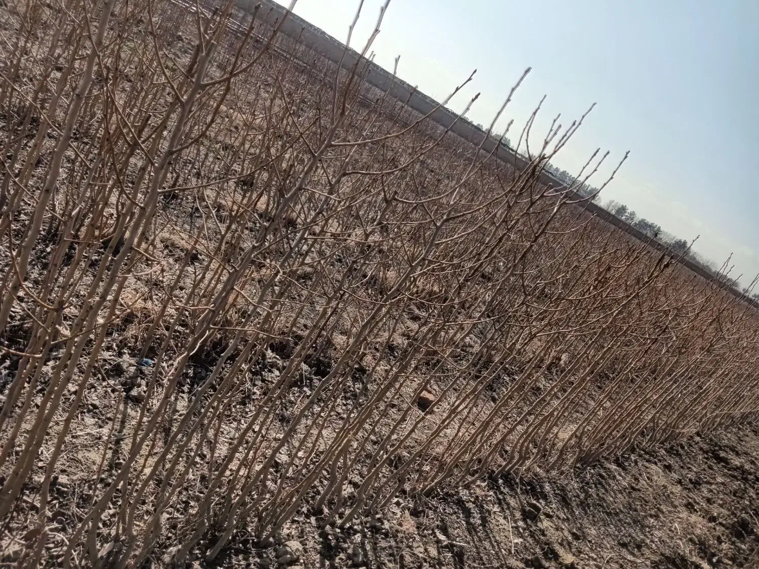 نهال میوه|خدمات باغبانی و درختکاری|چناران, |دیوار