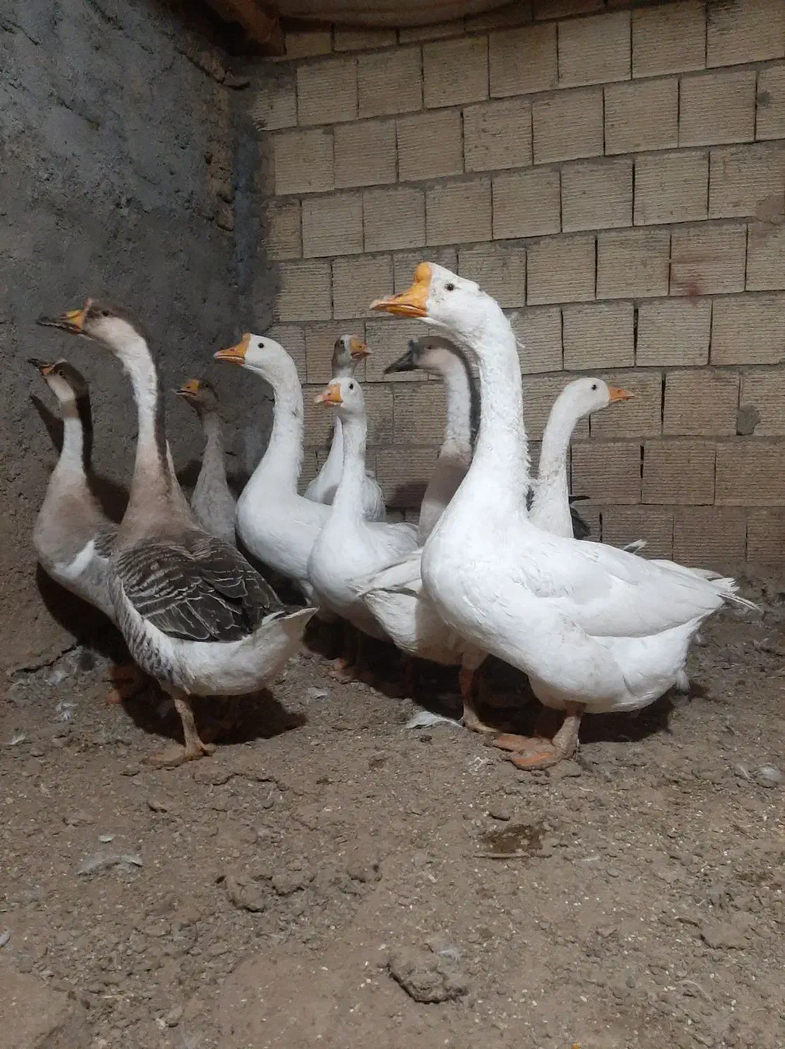 قوغاز اوکراینی خاکستری و سفید|حیوانات مزرعه|لنجان, |دیوار