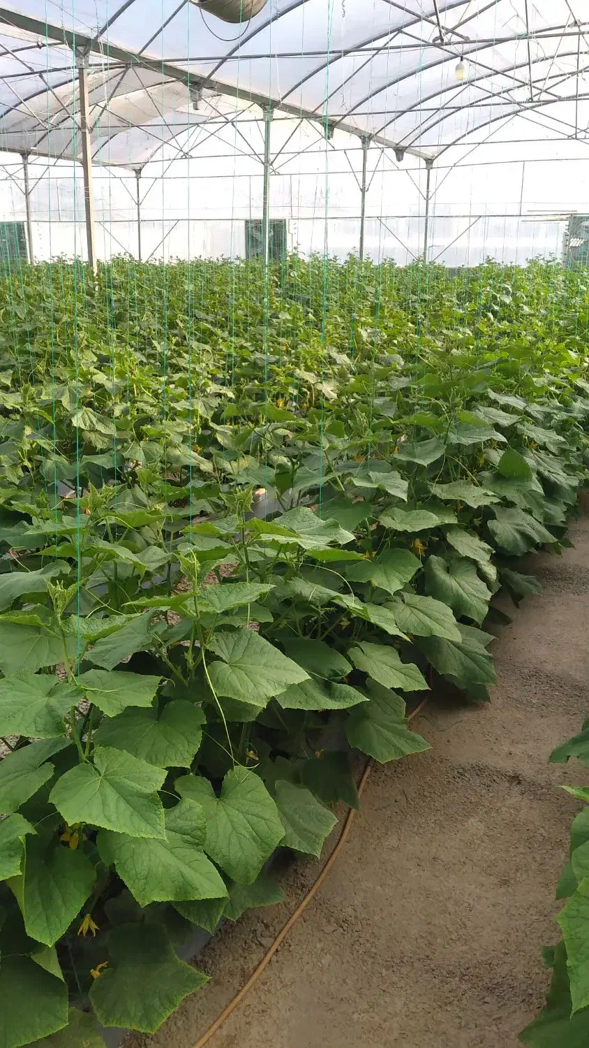 گلخانه|فروش زمین و ملک کلنگی|خلیل آباد, |دیوار