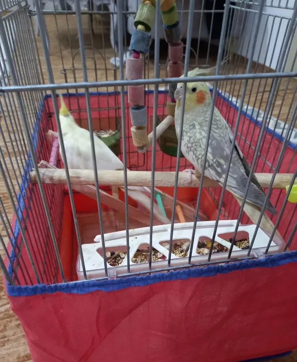 عروس هلندی|پرنده|سنندج, |دیوار