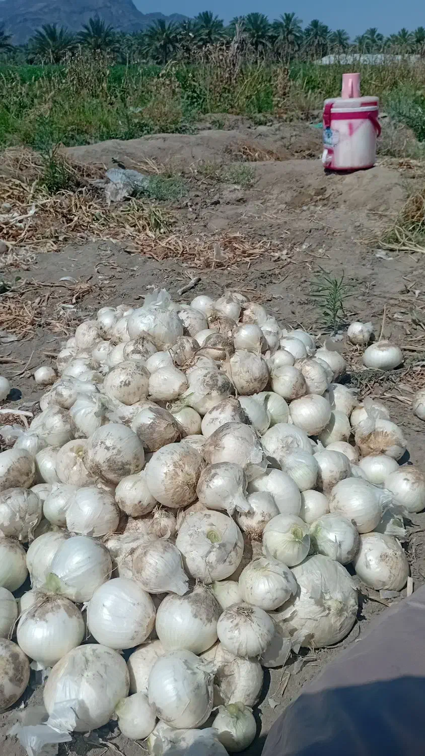 بذر|گل و گیاه طبیعی|کهنوج, |دیوار