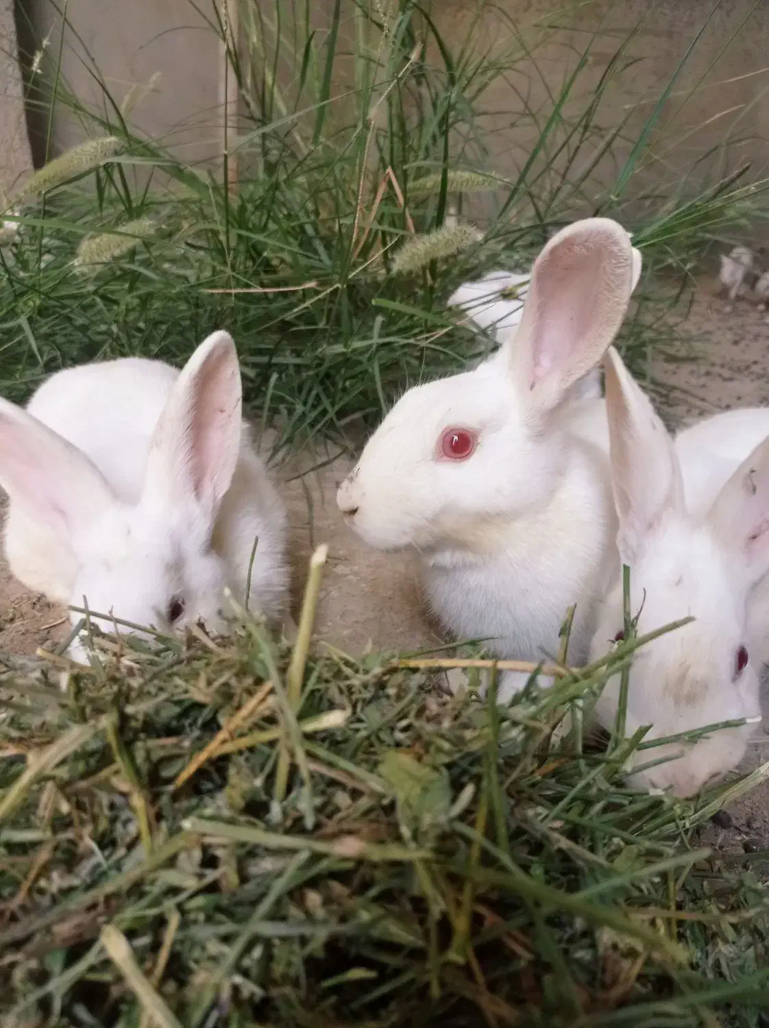 خرگوش بزرگ|موش و خرگوش|بندرعباس, |دیوار