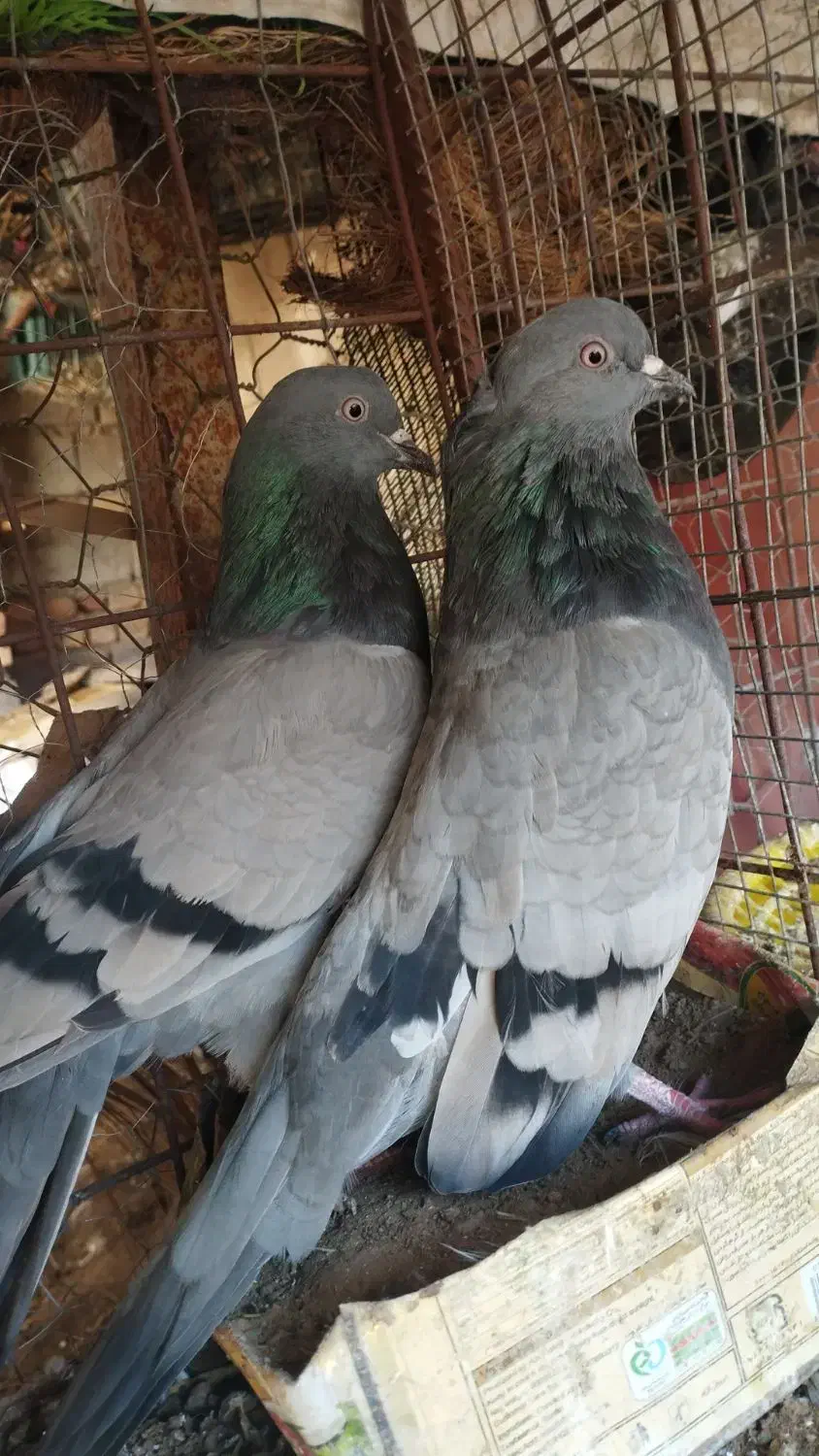 سبز و دم سفید|پرنده|فهرج, |دیوار