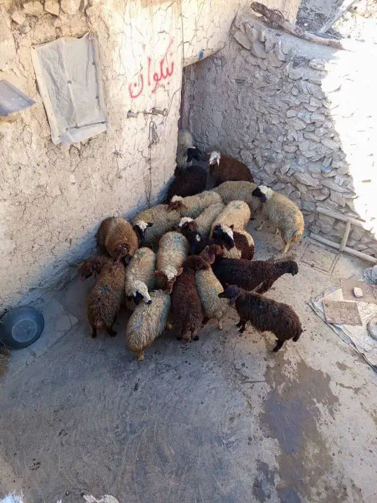 فروش کاور نر و ماده|حیوانات مزرعه|سقز, |دیوار