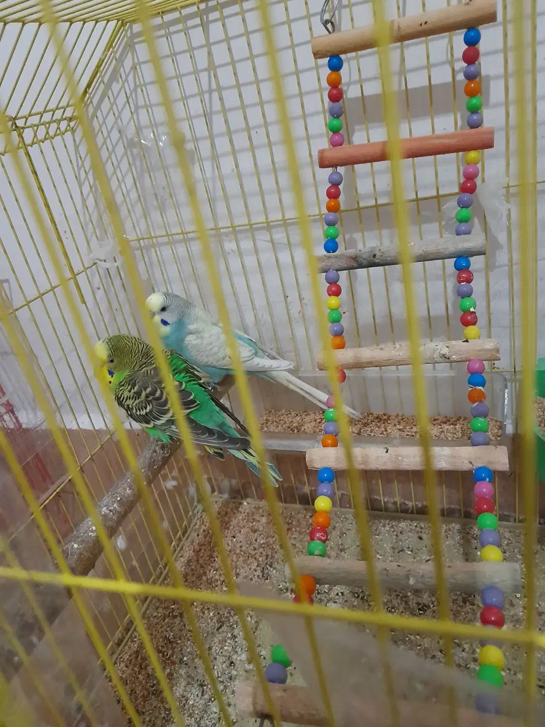 مرغ عشق|پرنده|اسکو, |دیوار