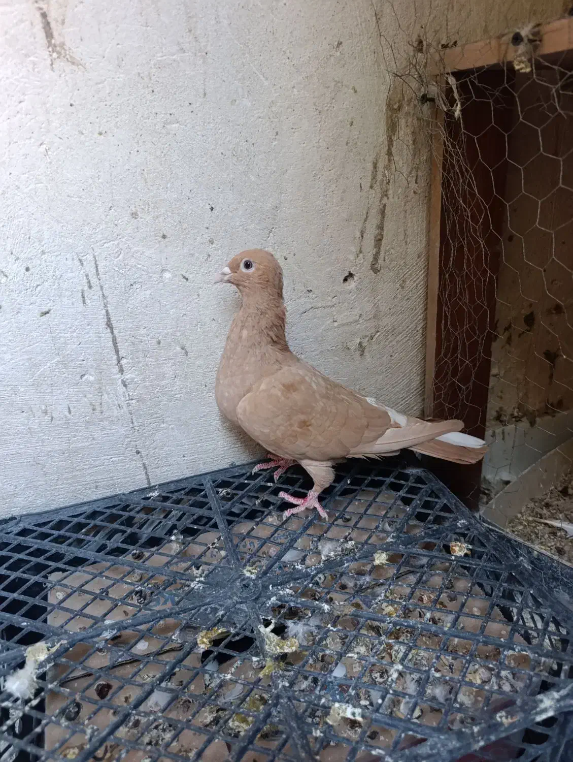 کبوتر|پرنده|یزد, |دیوار