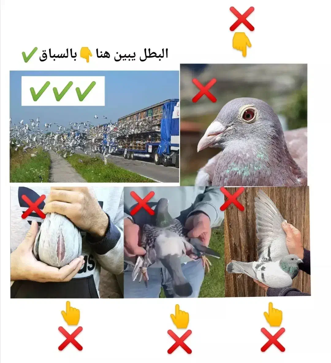 کبوتر گرفتنی|پرنده|شادگان, |دیوار