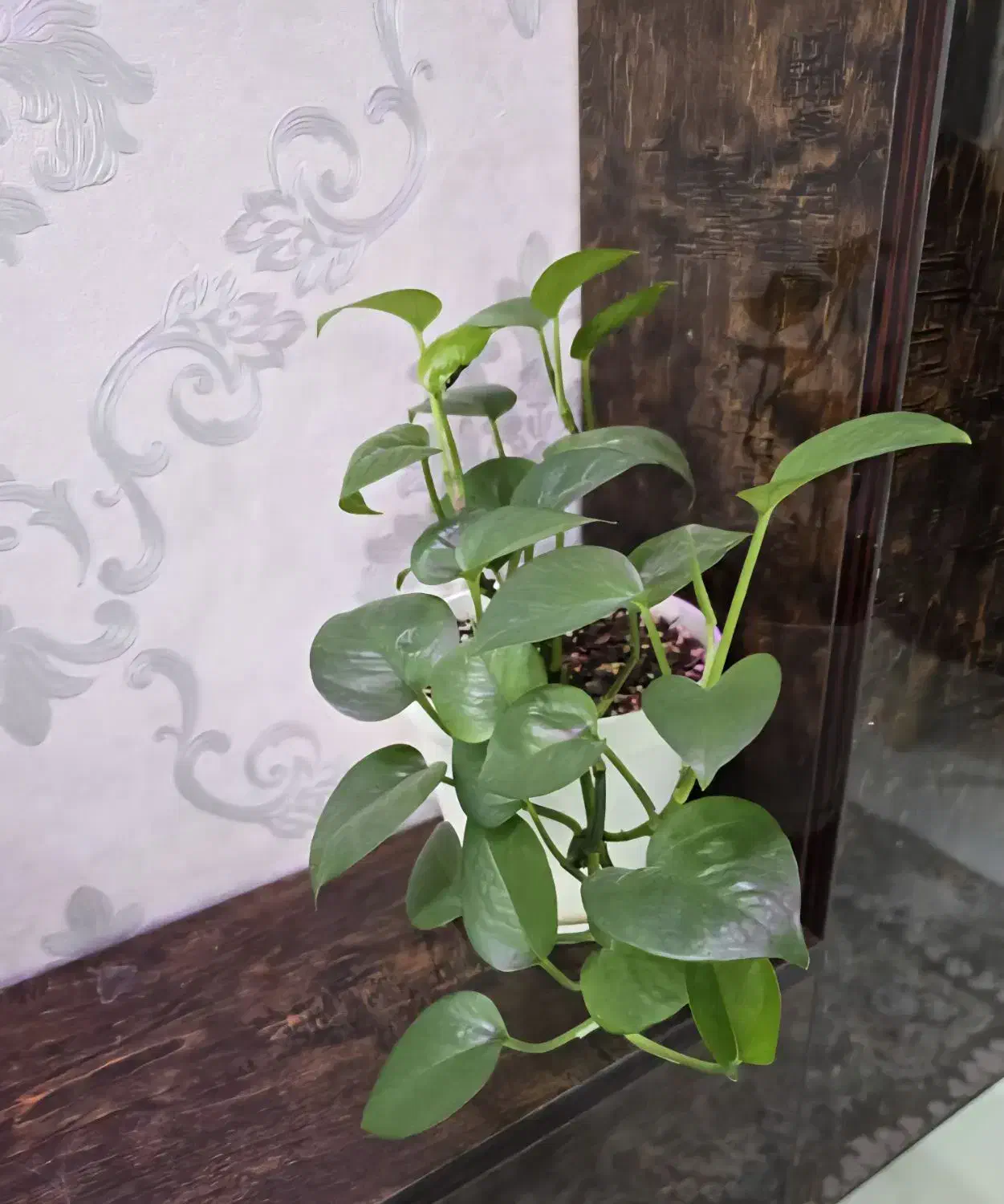 پتوس با گلدان و زیر گلدانی و خاک و گیاه درجه یک|گل و گیاه طبیعی|اهواز, نادری|دیوار