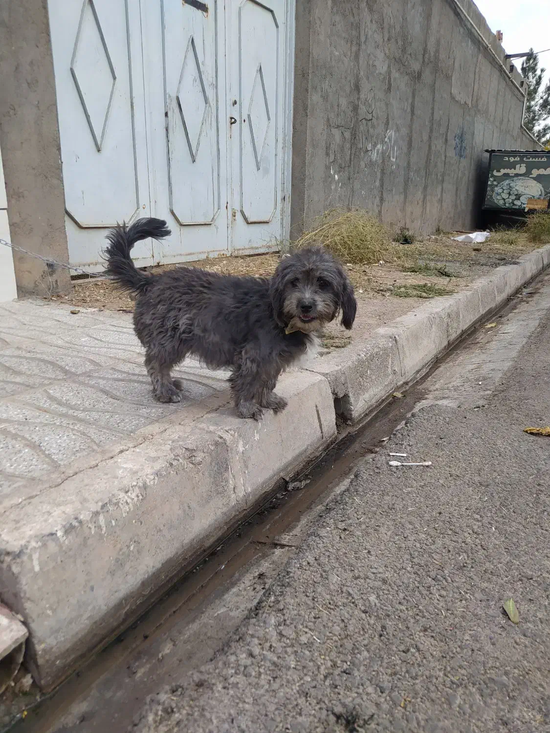 سگ خانگی|سگ|رامند, |دیوار