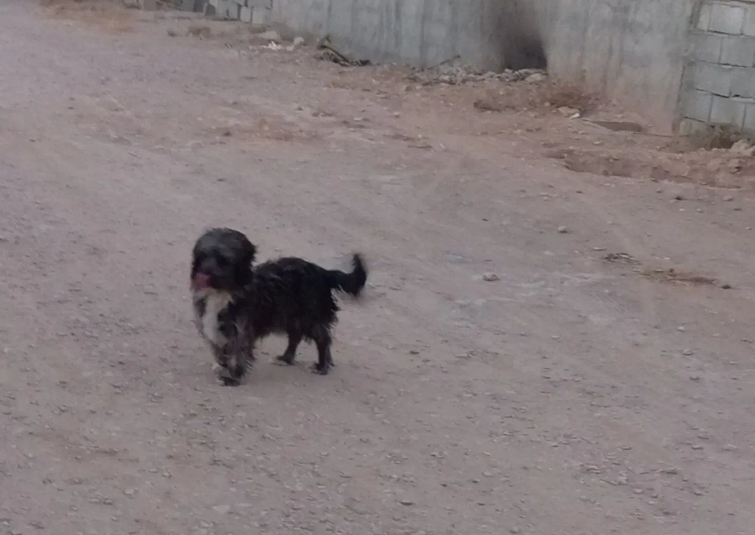 سگ پاکوتاه|سگ|مشهد, طبرسی شمالی|دیوار