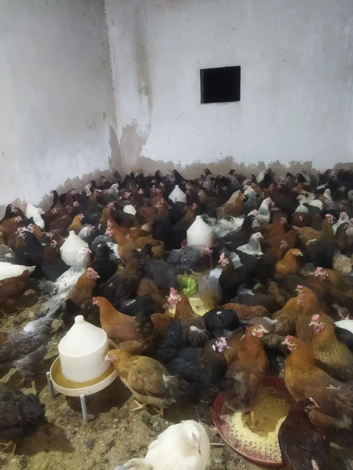 مرغ محلی 7ماهه واکسن زده|حیوانات مزرعه|دزفول, |دیوار