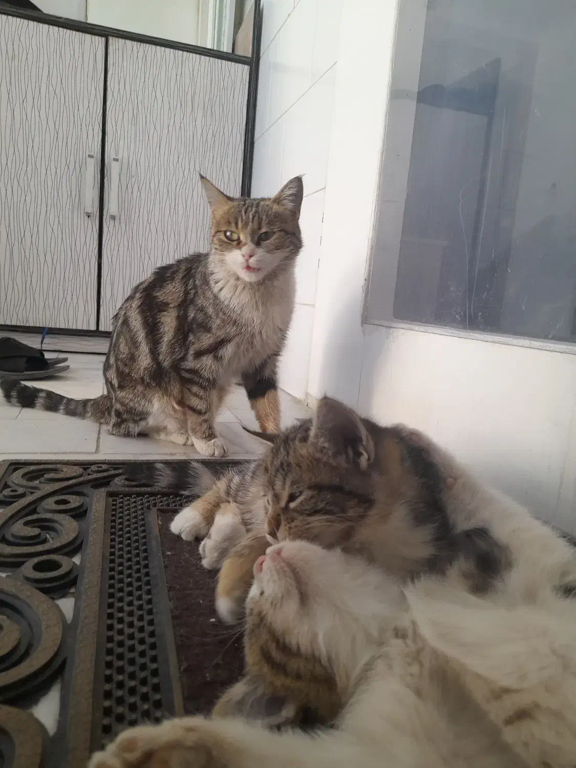 دو تا توله گربه با مادر|گربه|حمیدیا, |دیوار