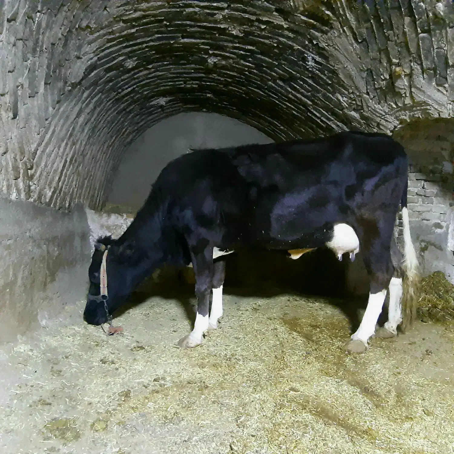 گاو|حیوانات مزرعه|قروه, |دیوار