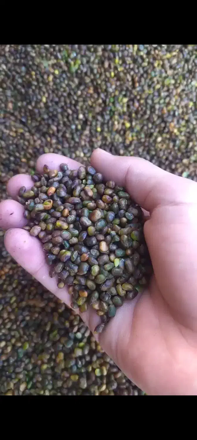 پسته کوهی (بنه) کلخنگ|خوردنی و آشامیدنی|شیراز, دشت چنار|دیوار