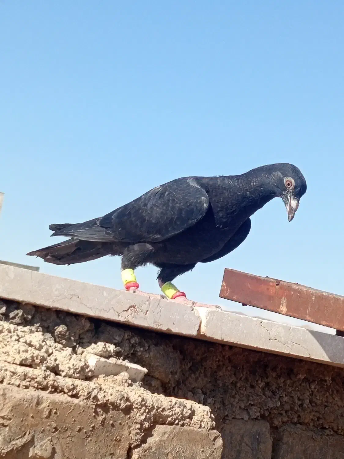 کفتر|پرنده|اسفراین, |دیوار