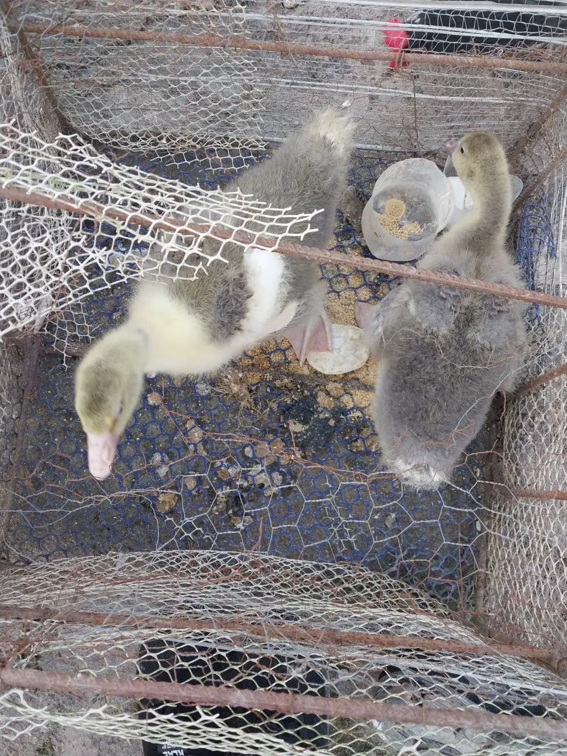 فروش  جوجه غاز محلی|حیوانات مزرعه|آمل, |دیوار