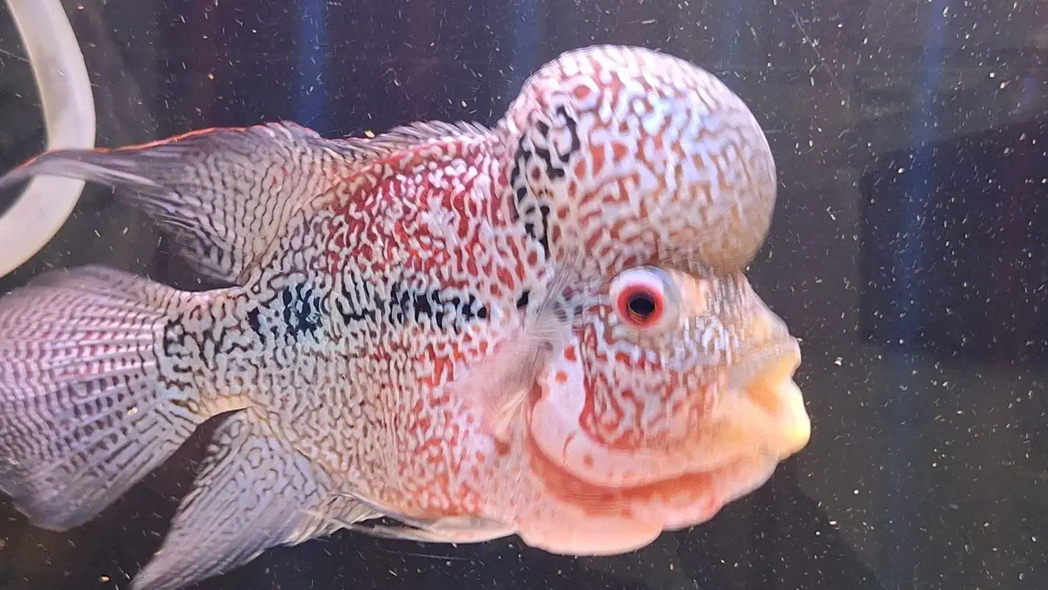 ماهی فلاور|ماهی|اسفراین, |دیوار