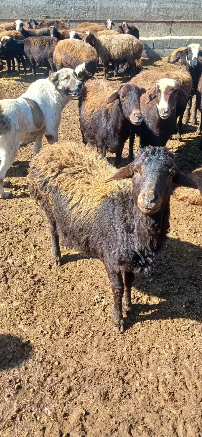 فروش طلایی گوسفندنژاد دارفشندی|حیوانات مزرعه|هشتگرد, تهران دشت|دیوار