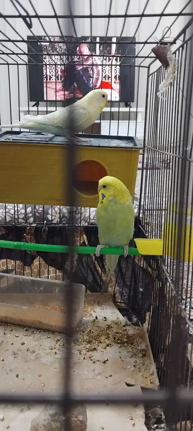 مرغ عشق|پرنده|محمدیه-قزوین, |دیوار