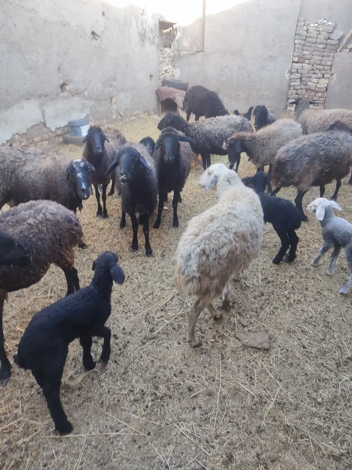 بره و بزغاله شیری میش بره دار چپش بز بزغاله دار|حیوانات مزرعه|قم, شهر قائم|دیوار