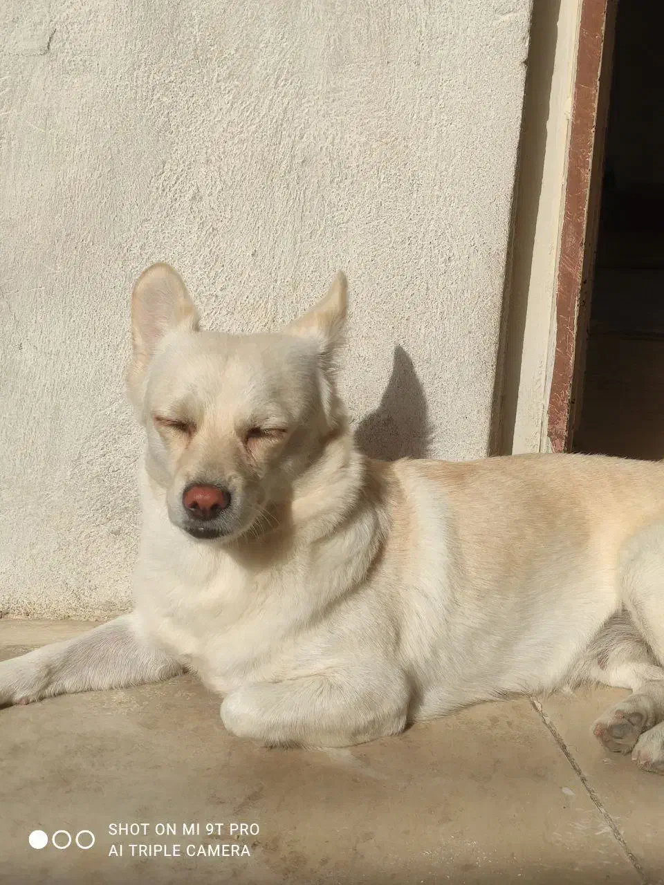 سگ ماده پامر|سگ|ایلام, |دیوار