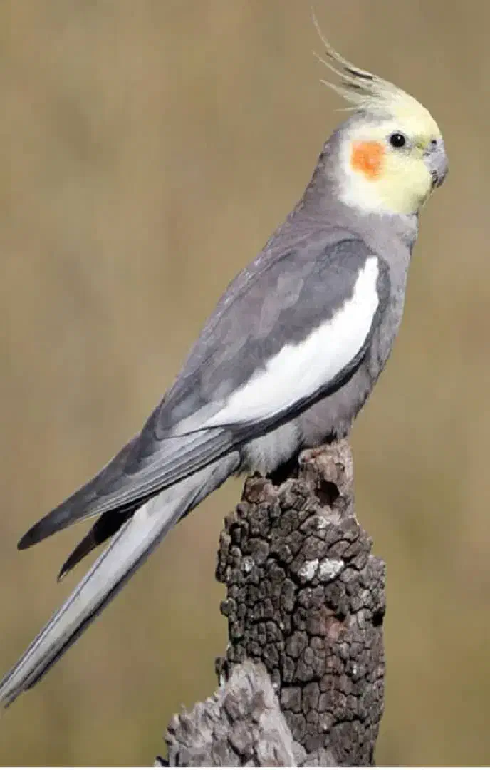 عروس هلندی به شدت مولد|پرنده|اراک, |دیوار