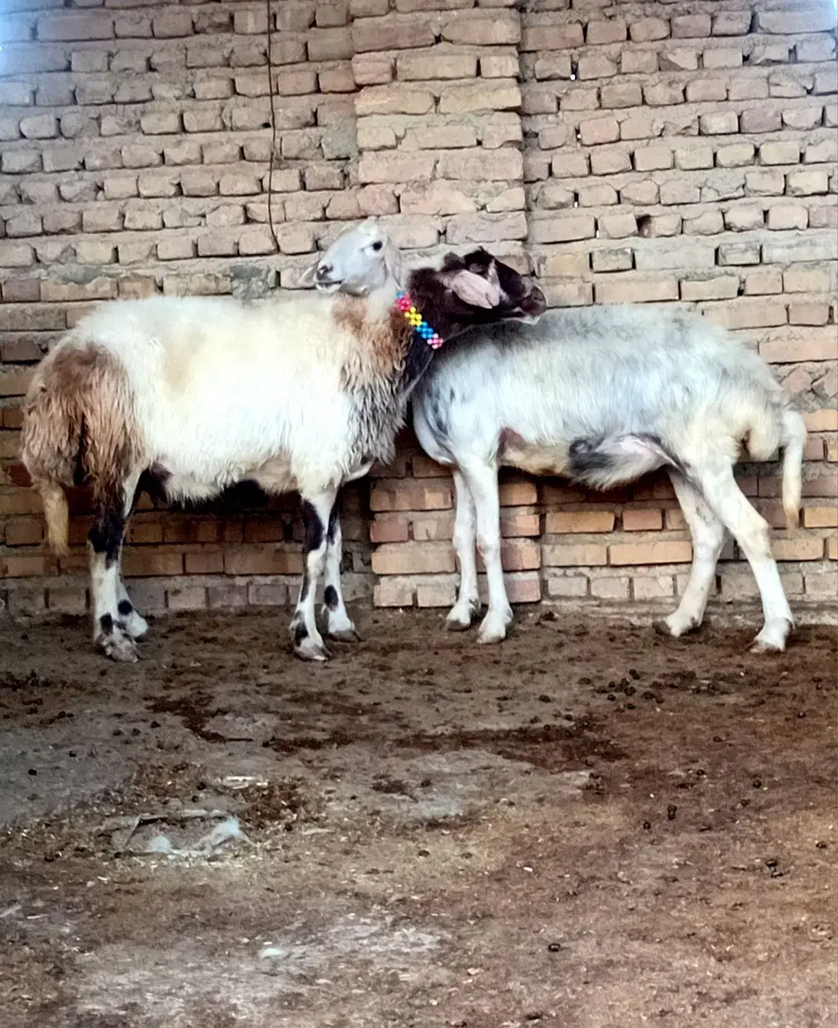 سلام 2عددگوسفند آبستن سنو شده 3ماه|حیوانات مزرعه|بندر ترکمن, |دیوار