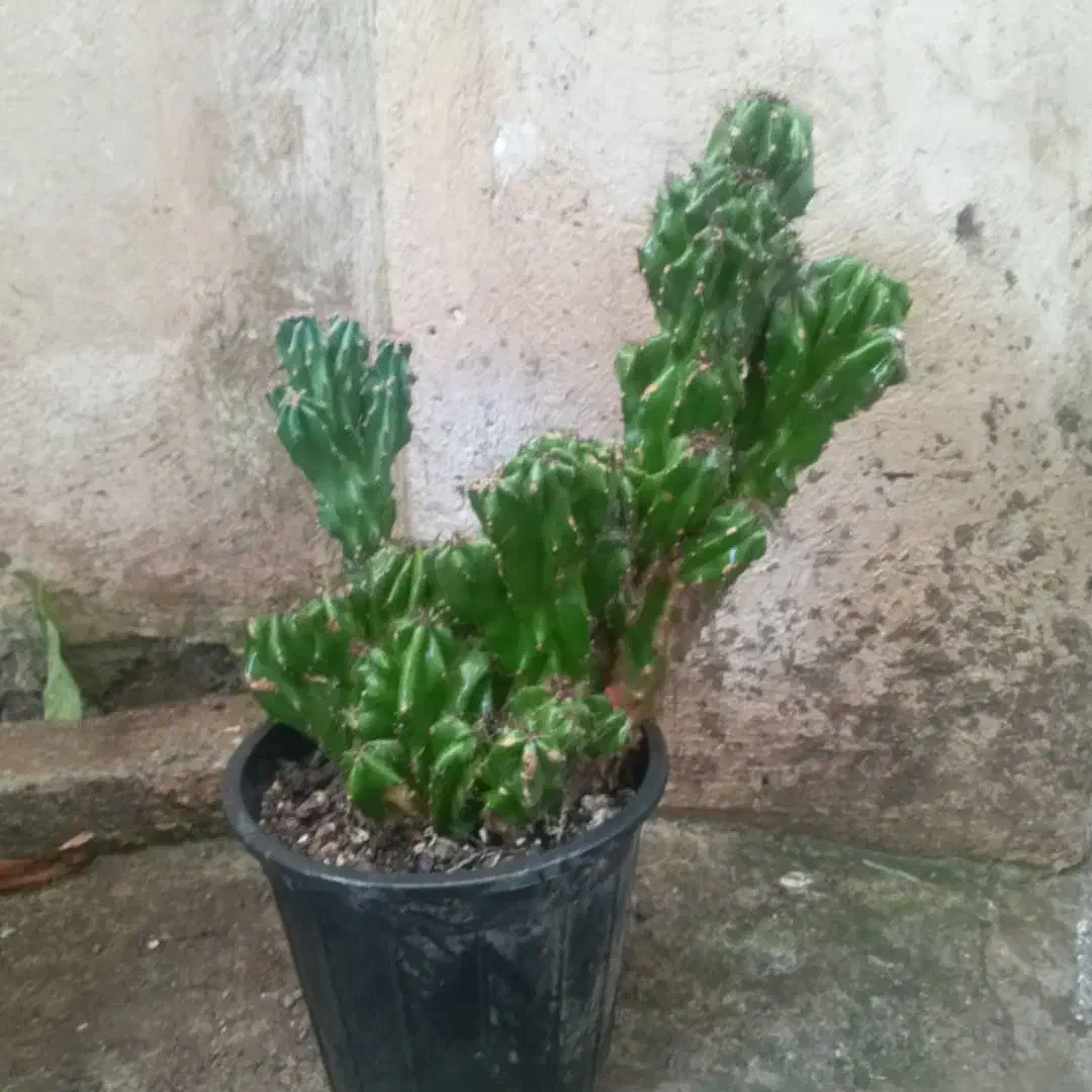 کاکتوس صخره ای|گل و گیاه طبیعی|رشت, حمیدیان|دیوار