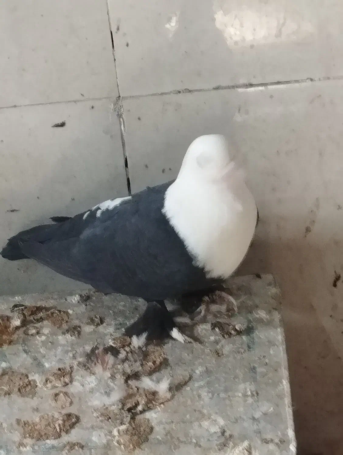 کله سفید وصده کاکلی|پرنده|سبزوار, شهرک صنعتی فرودگاه|دیوار