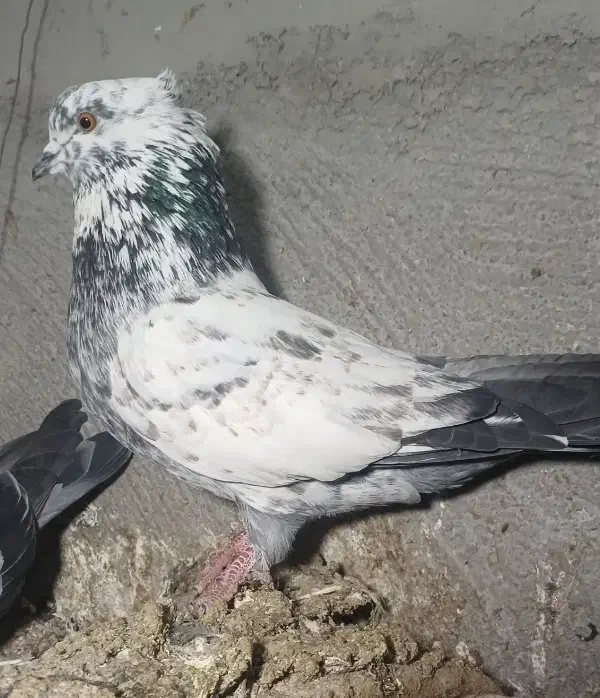 ۴عدد طوقی|پرنده|اردبیل, |دیوار