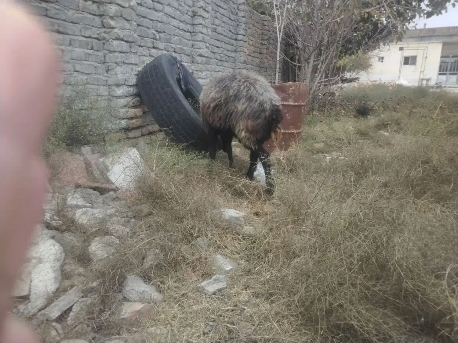 باسلام گوسفندبابره نر سالم جوان|حیوانات مزرعه|گمیشان, |دیوار