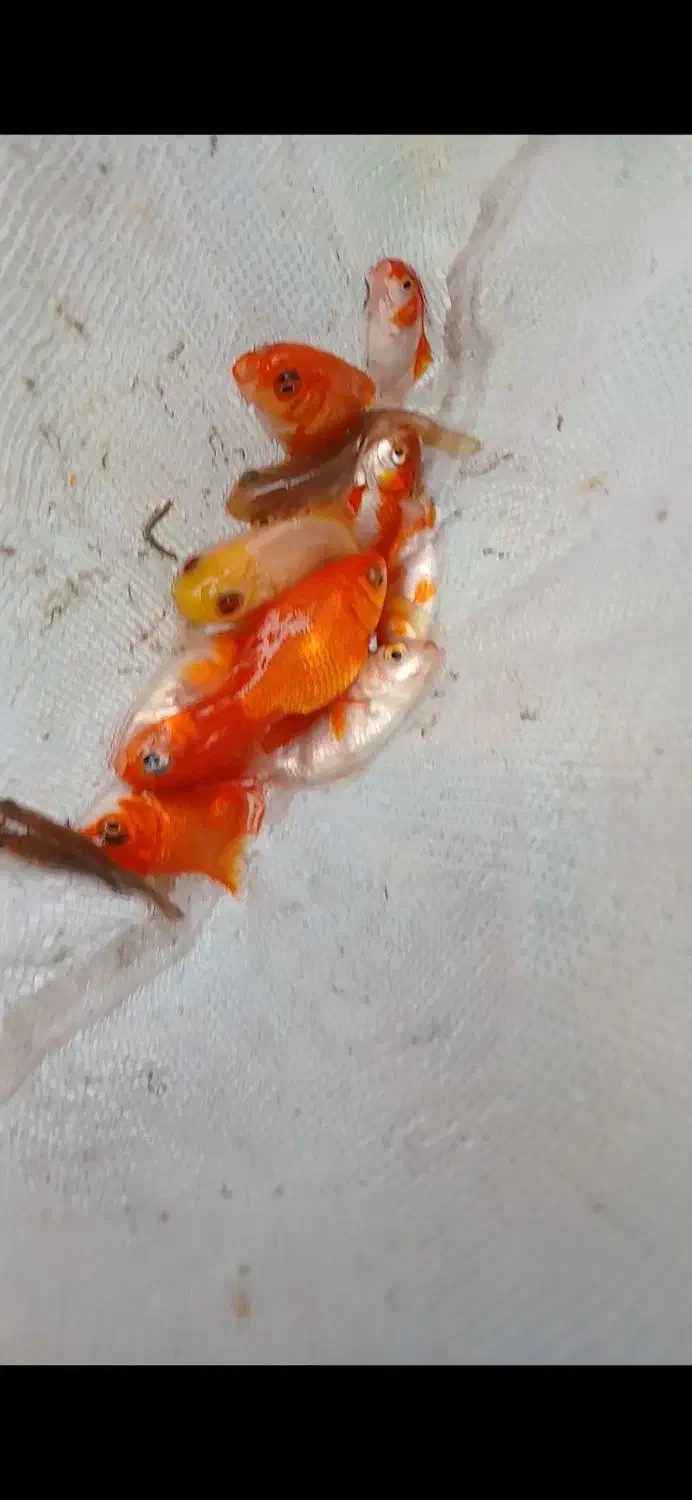 ماهی قرمز|ماهی|علی‌آباد کتول, |دیوار