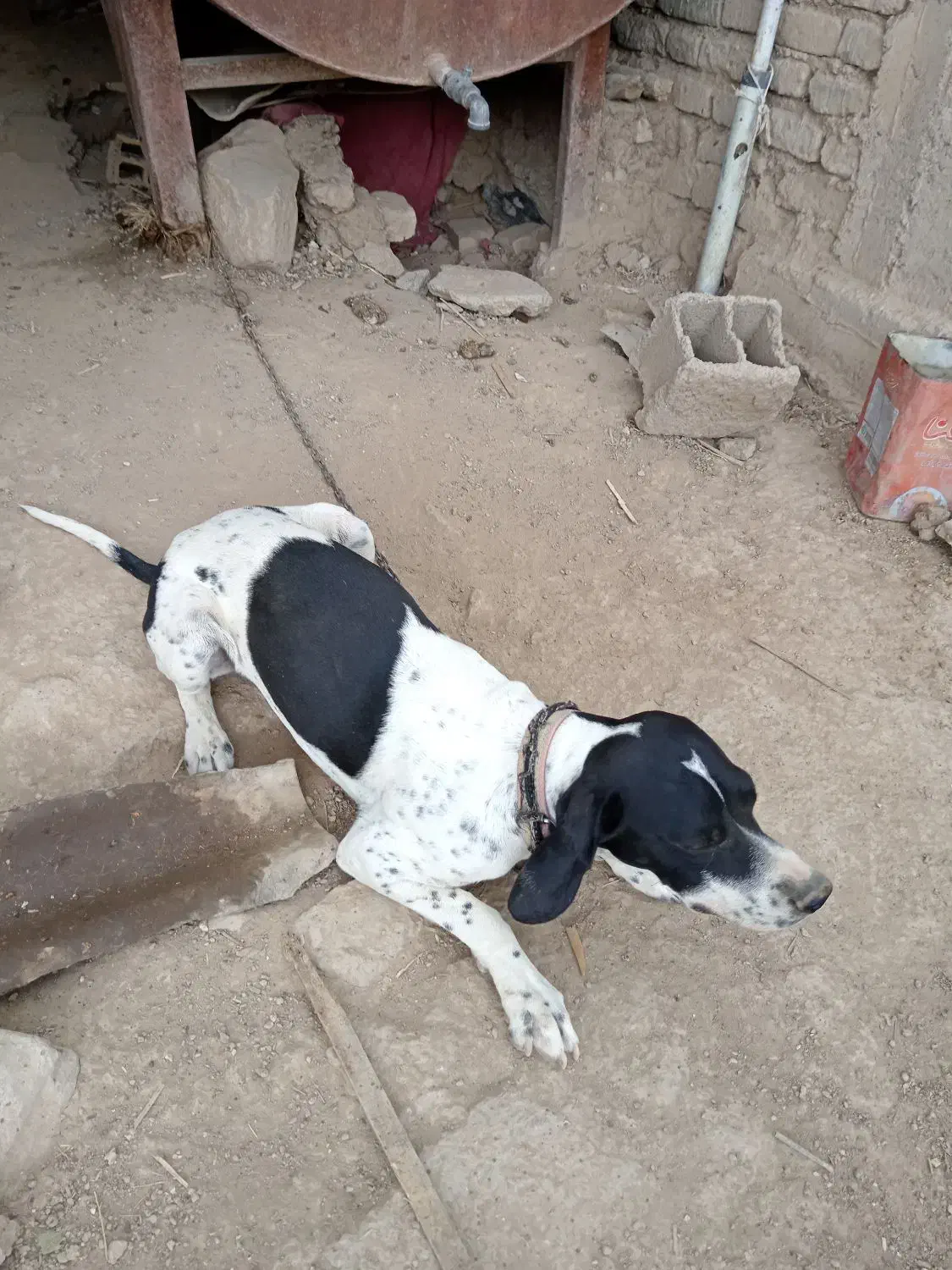 فروش توله سگ میکس آلمان و انگلیس اصل|سگ|گلی داغ, |دیوار