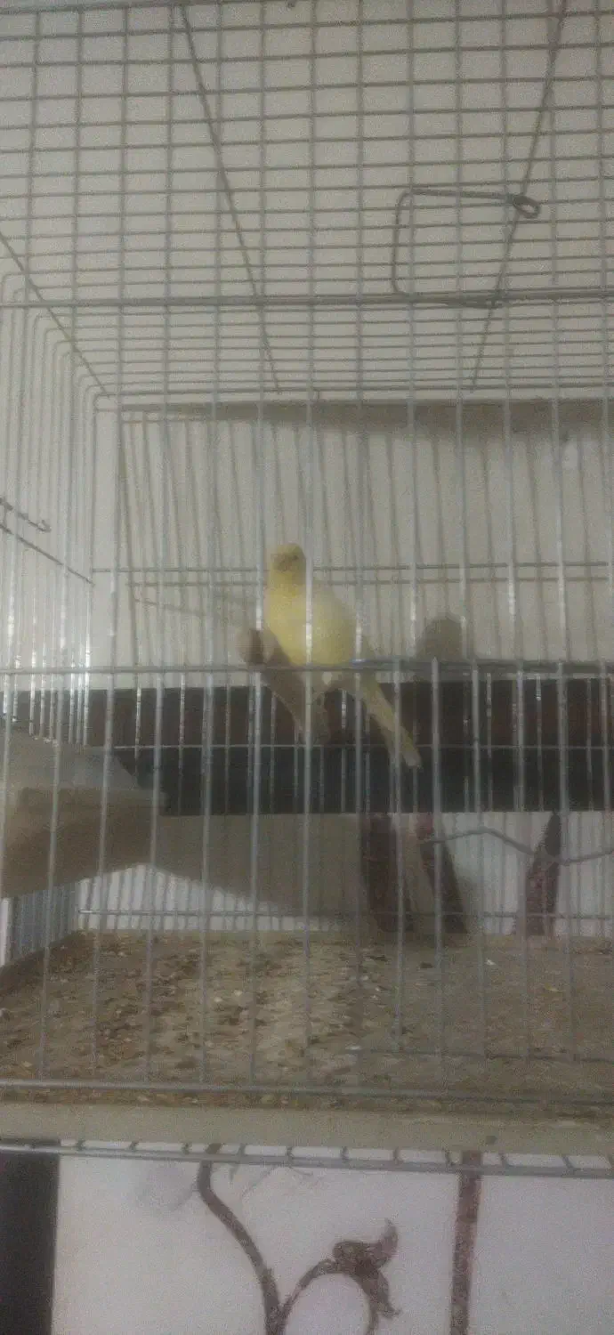 قناری نیم دهن|پرنده|شیراز, شهرک مطهری|دیوار