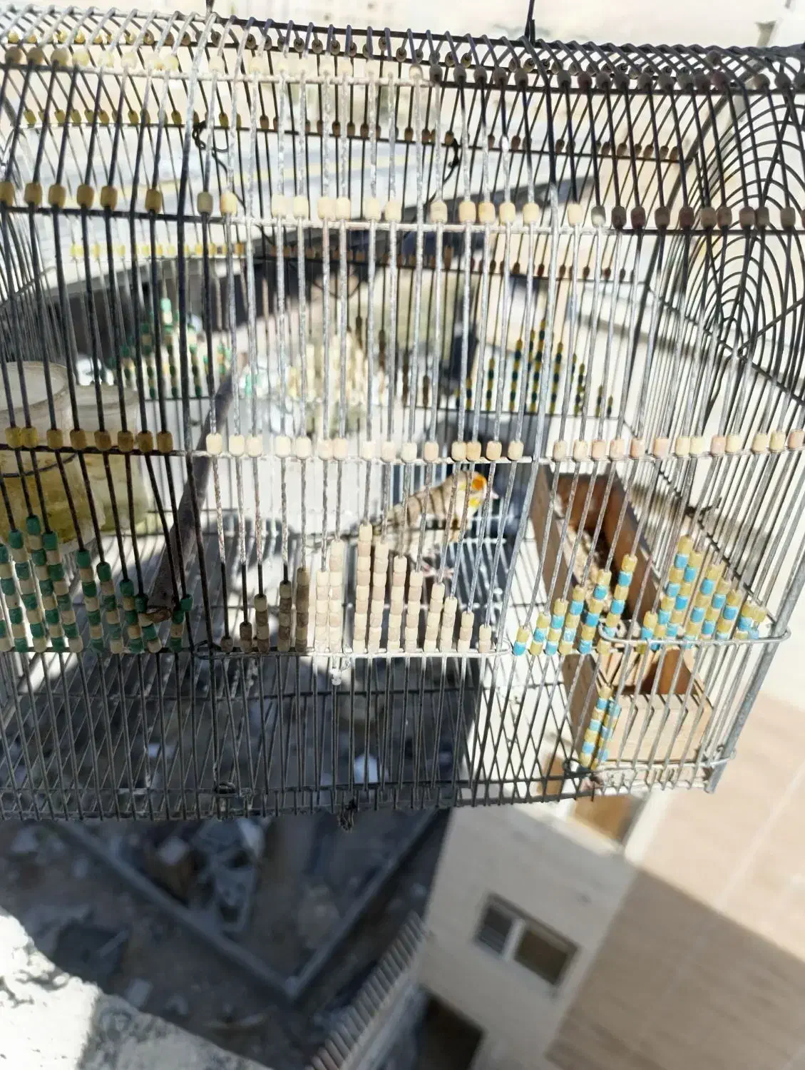 سهره قناری مست مست معاوضه|پرنده|شیراز, طلاب|دیوار