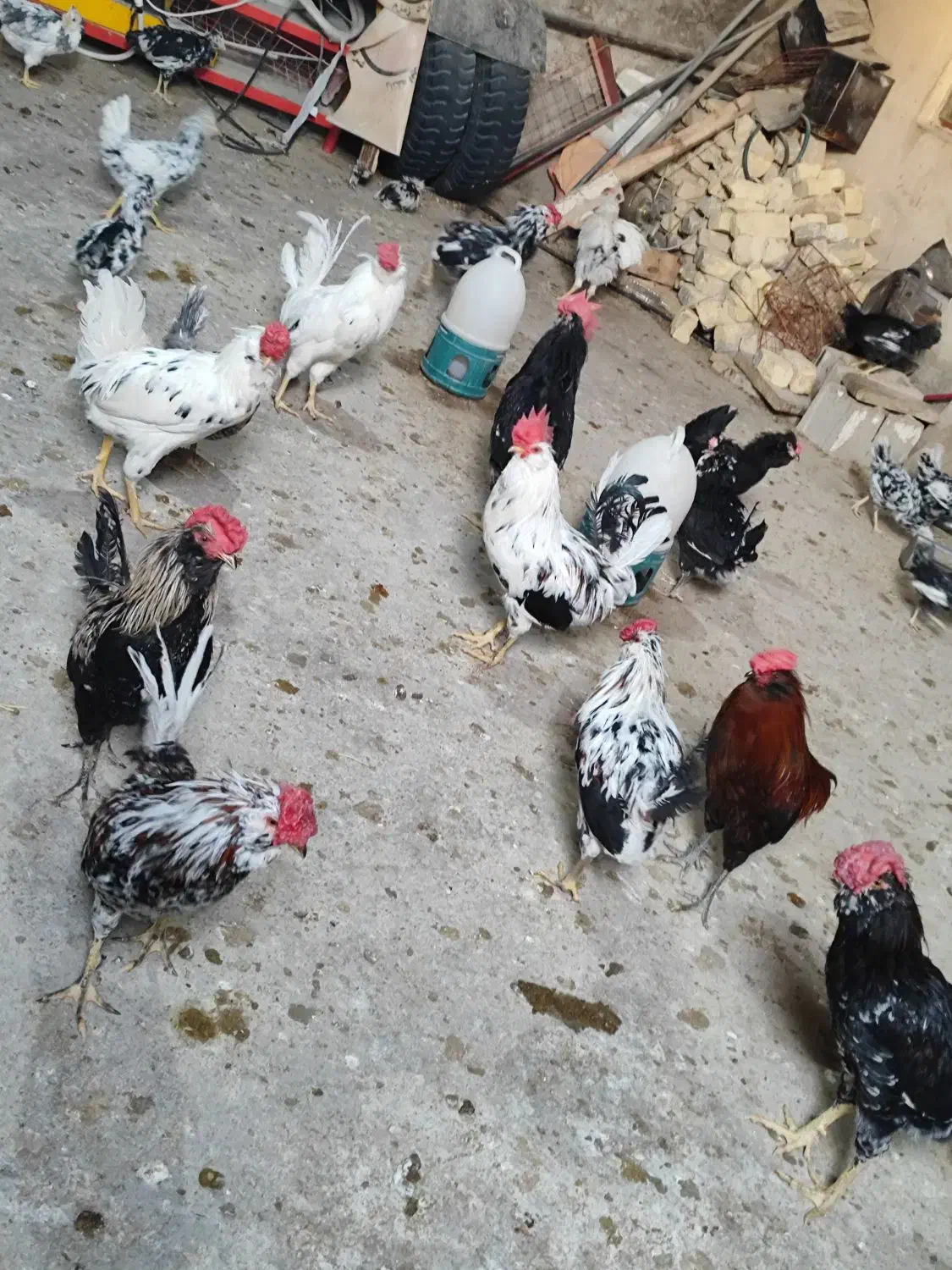 خروس ومرغ گلین چهل تاج|حیوانات مزرعه|کازرون, |دیوار