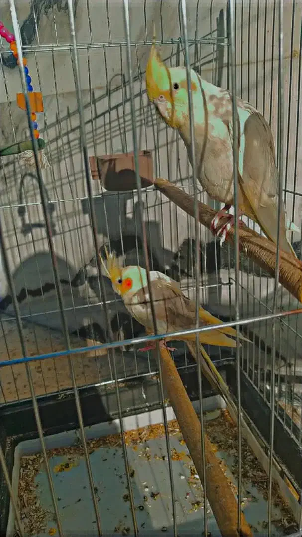 عروس هلندی|پرنده|شهرکرد, |دیوار