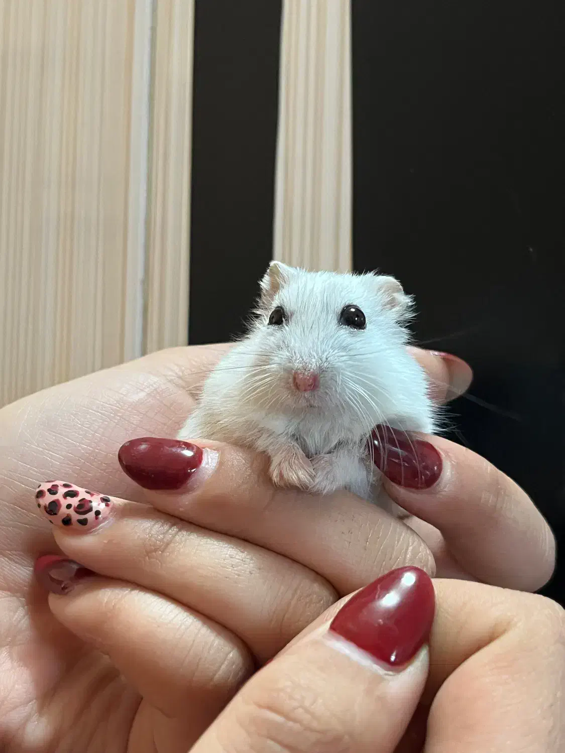 همستر کمپل وینتروایت جفت|موش و خرگوش|اصفهان, ناژوان|دیوار