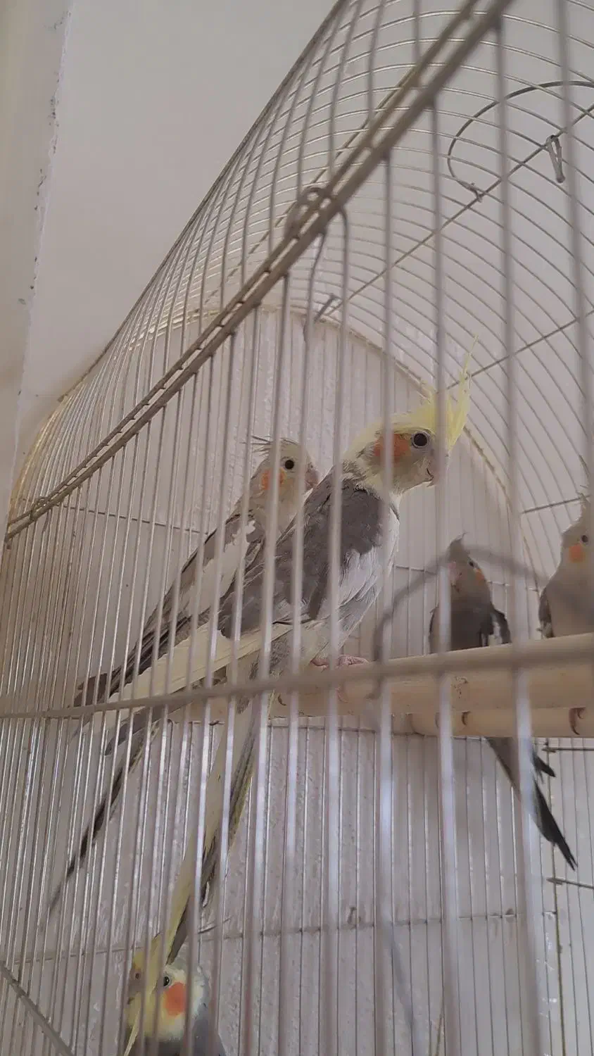 عروس هلندی ابلغ نر تخم اول شاه تخم|پرنده|تربتحیدریه, چهارراه خواف|دیوار