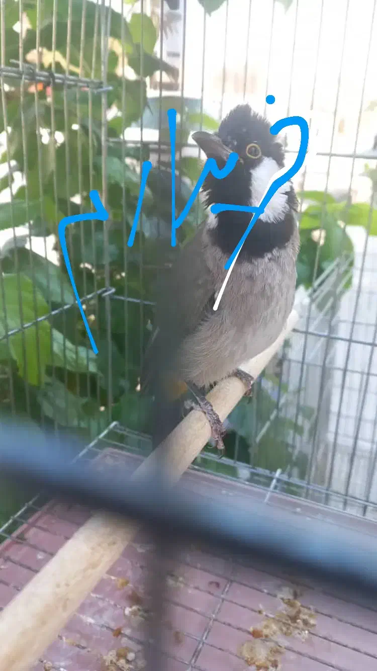 سهره ماده|پرنده|شیراز, شهرک جماران|دیوار